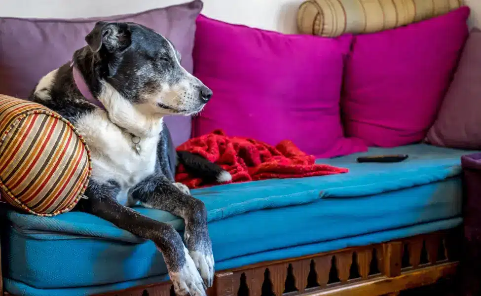 Old dog resting on the couch