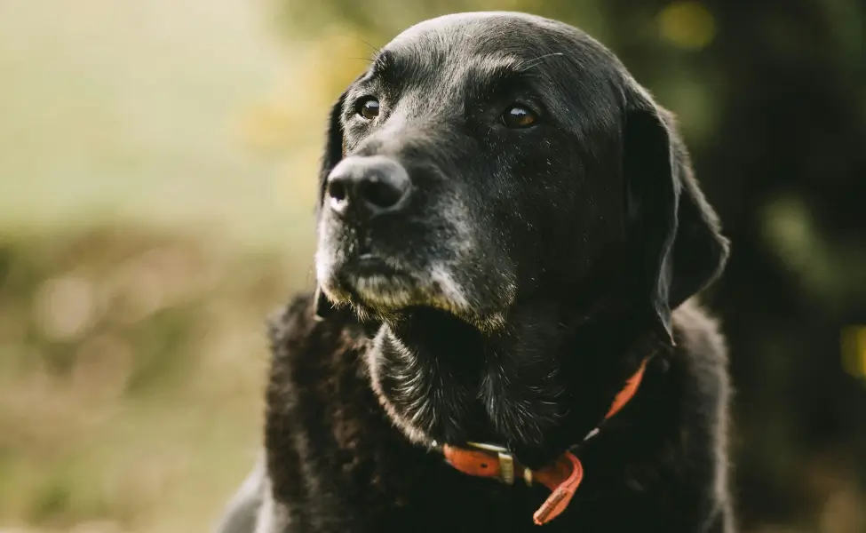 Senior Dog First Night