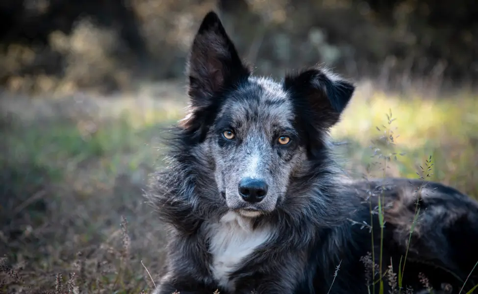 Black and Gray Border Collie