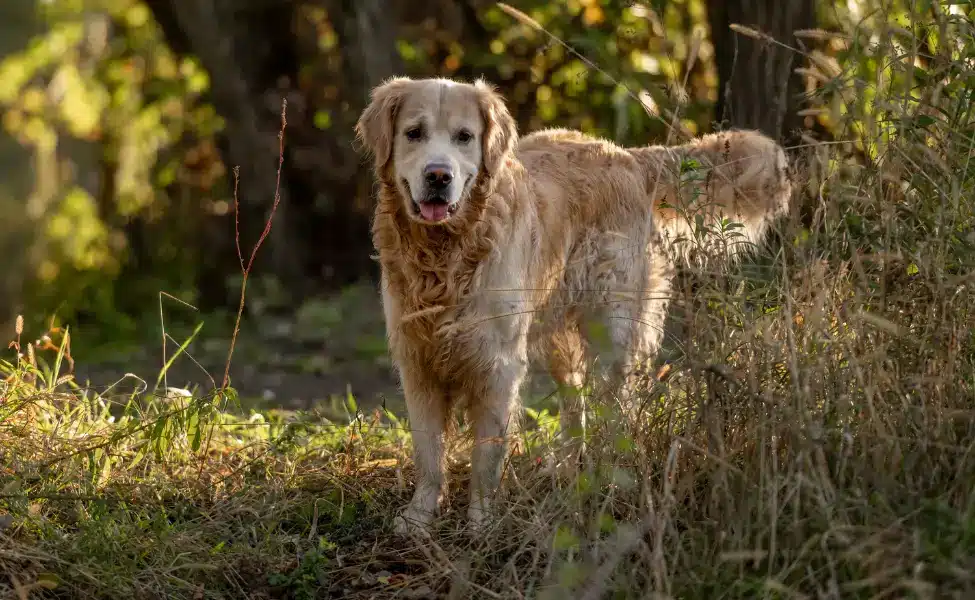 Golden Retriever - Senior dog behavior
