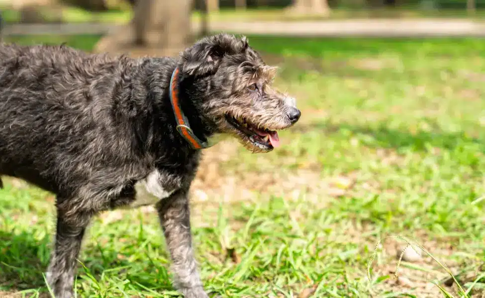 Senior Dog Behavior